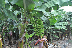 10254421273_1b2094056b_m