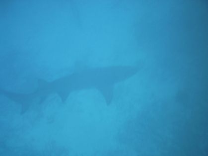 12523284864_00ddc6a01a_z