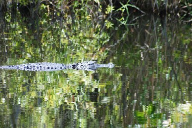 12523342963_ac1a85bb83_z