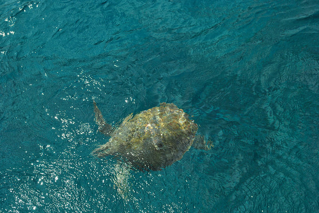 18127702448_dd319b29c7_z