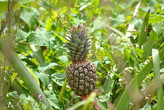 18128694699_e4ab2d363c_m