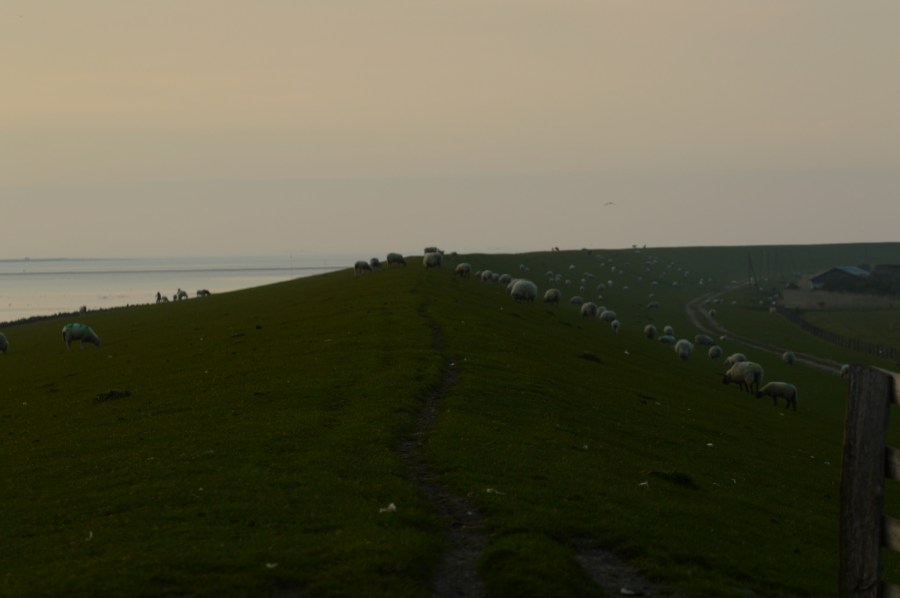 Schafe Deich