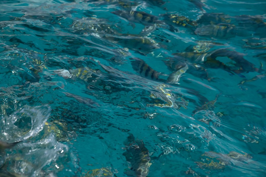 Karibik 2017 (1007 von 1815)