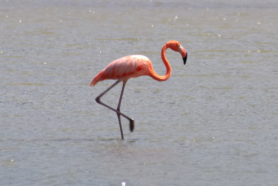 Karibik 2017 (1236 von 1815)