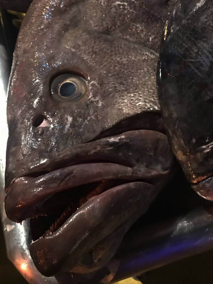 Karibik 2017 (1352 von 1815)