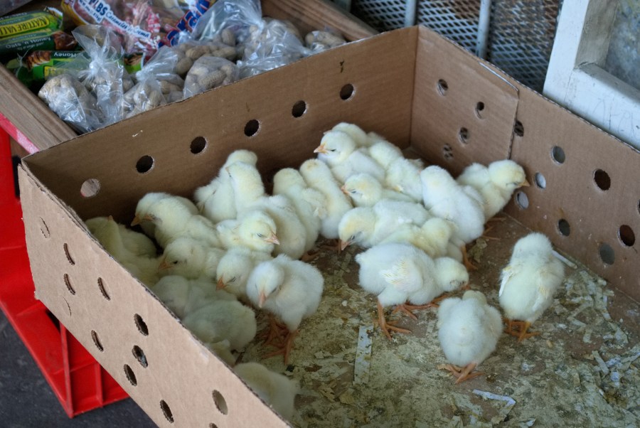 Karibik 2017 (1450 von 1815)