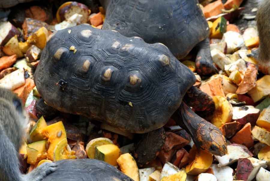 Karibik 2017 (1753 von 1815)