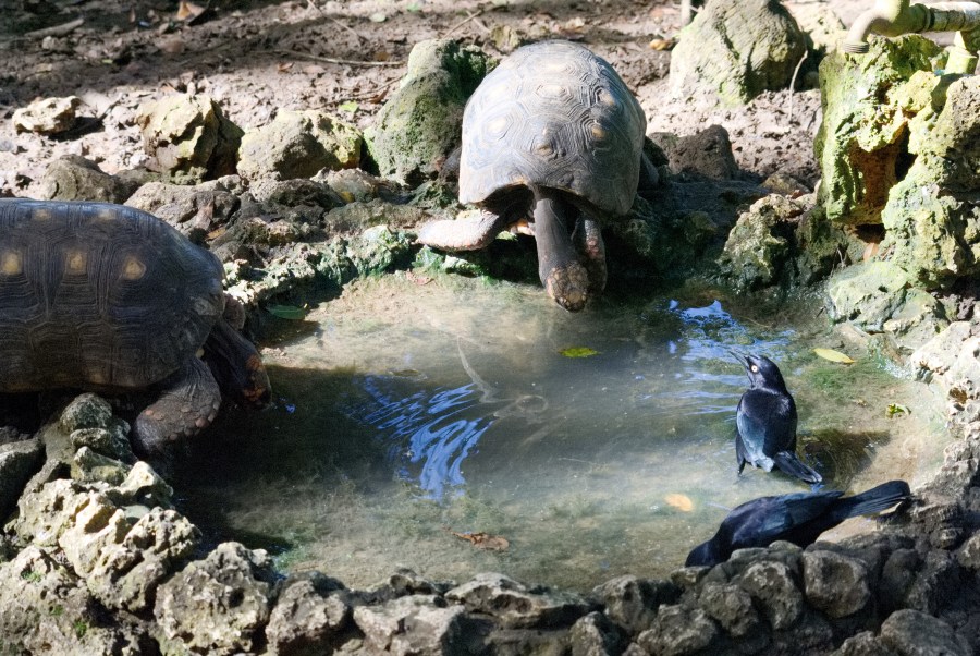 Karibik 2017 (1766 von 1815)