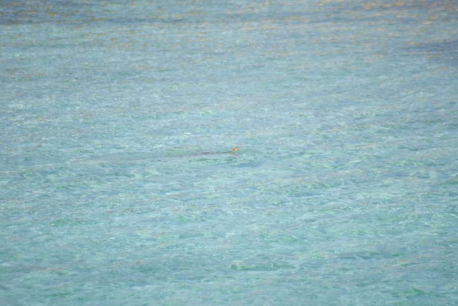 Karibik 2017 (654 von 1815)