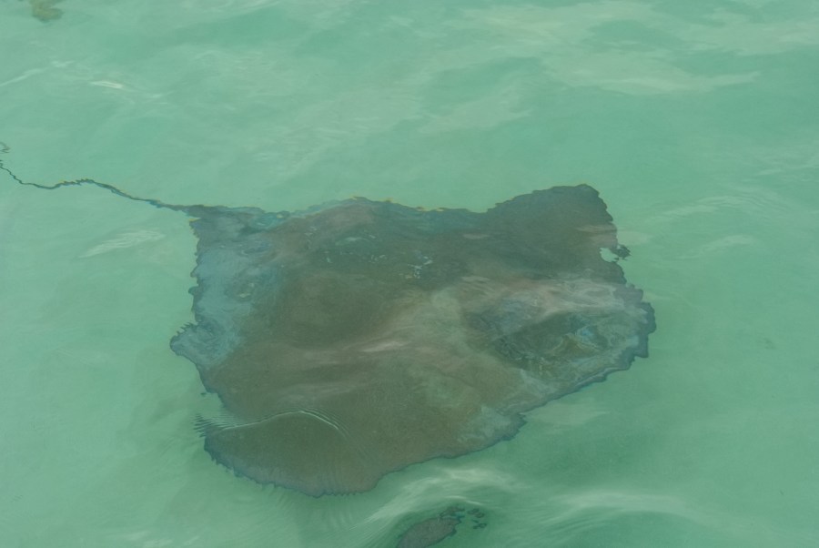 Karibik 2017 (928 von 1815)