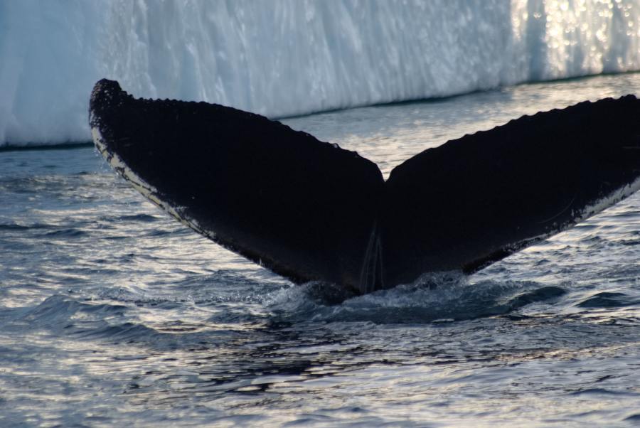Island Grönland 2018 (1230 von 2507)-min