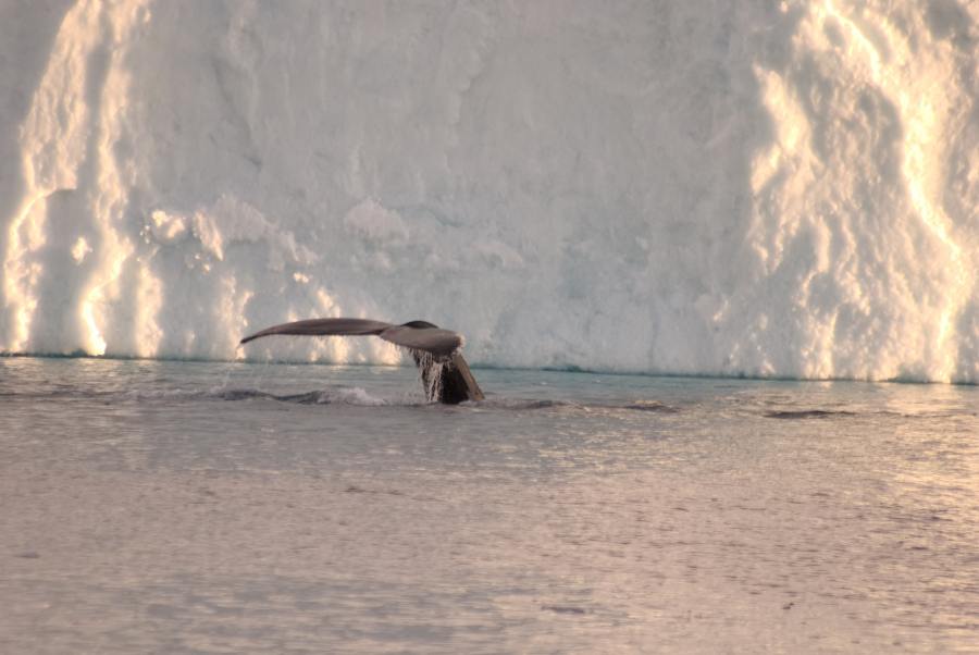 Island Grönland 2018 (1260 von 2507)-min