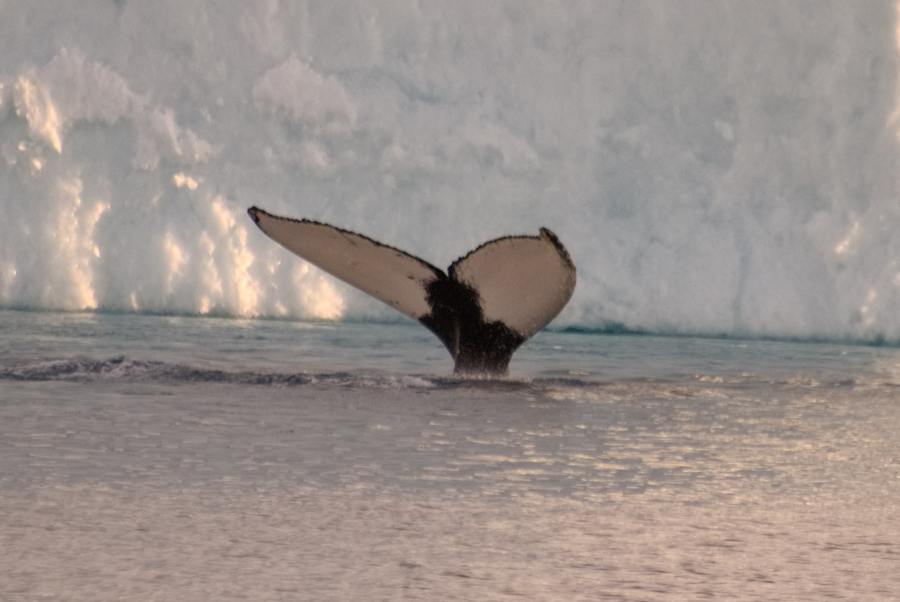 Island Grönland 2018 (1261 von 2507)-min