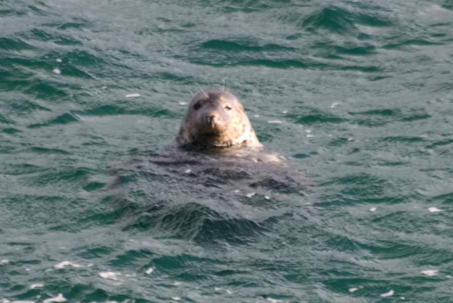 Island Grönland 2018 (2146 von 2507)